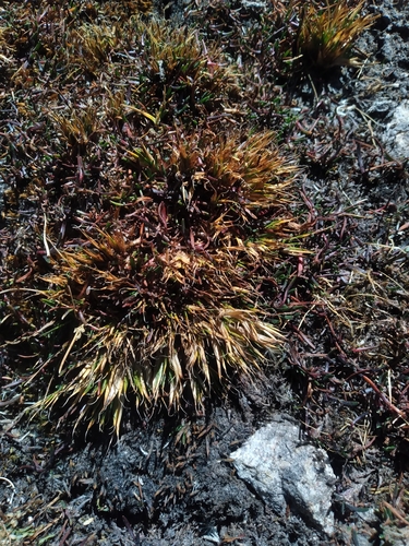 Distichia filamentosa (Distichia filamentosa)