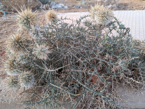 Spiny Globe-thistle