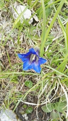 Gentiana clusii