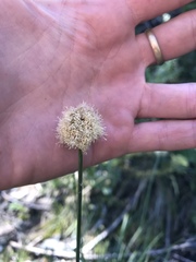 Calliscirpus criniger