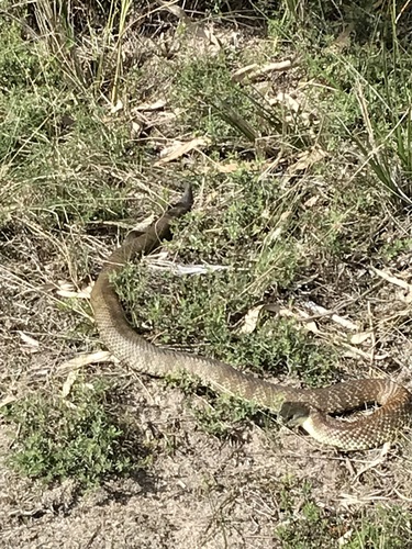 Eastern Tiger Snake sighting