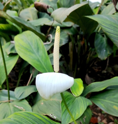Foto de Antúrio