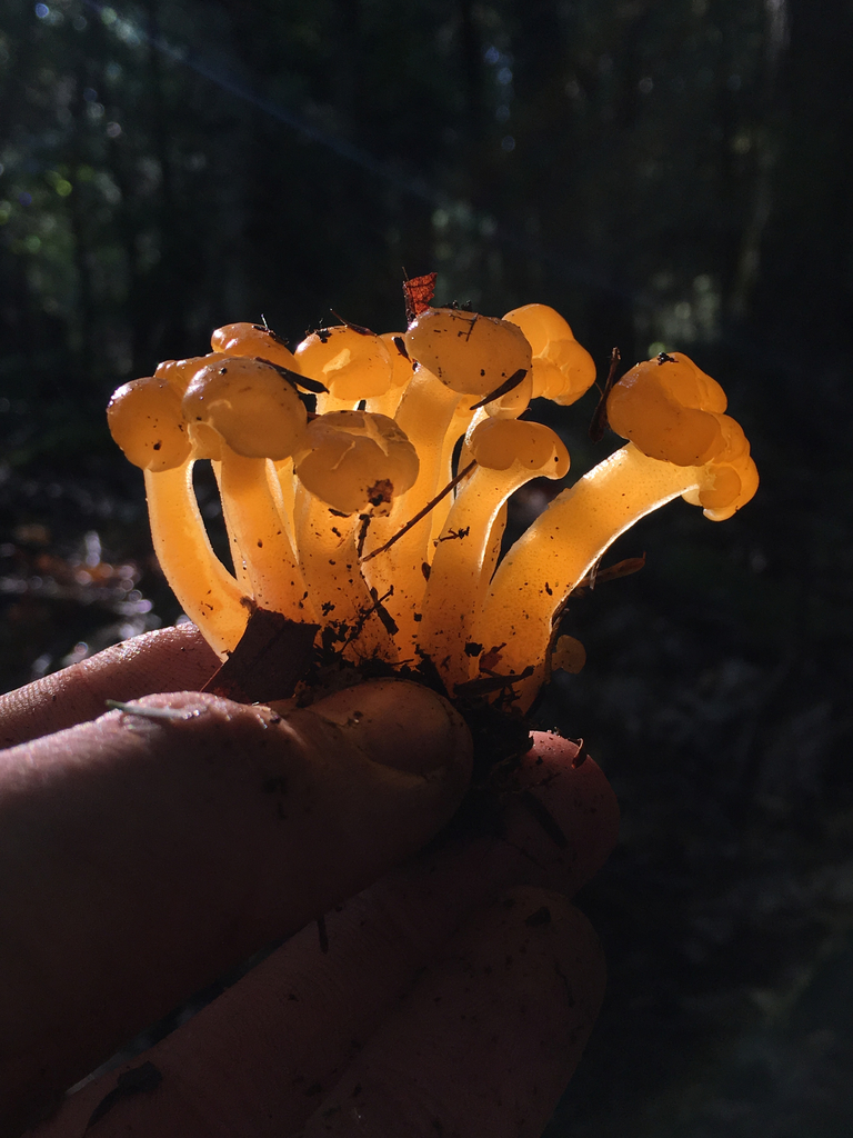 Leotiaceae