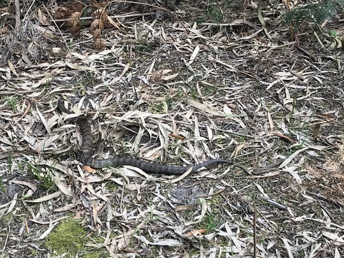 Eastern Tiger Snake sighting