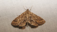 Elophila feili
