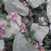 Linaria alpina filicaulis - Photo (c) Ross Millikan, some rights reserved (CC BY-NC), uploaded by Ross Millikan