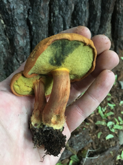 Buchwaldoboletus lignicola