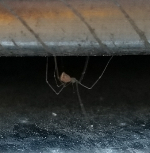 Pholcus crypticolens photo 5