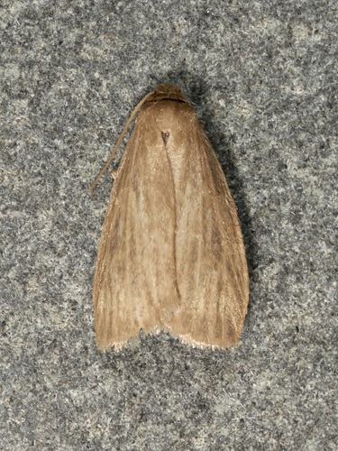 Pale Lichen Moth photo 3