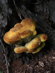 Buchwaldoboletus lignicola