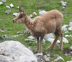 Rupicapra pyrenaica parva