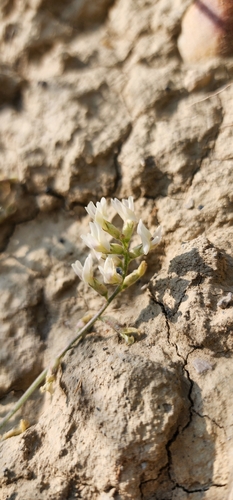Astragalus subcinereus var. basalticus