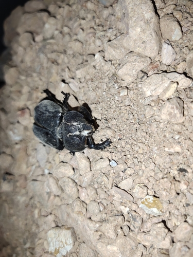 Japanese Rhinoceros Beetle