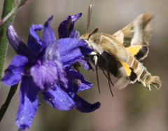 Proserpinus clarkiae