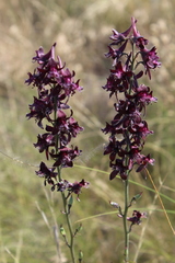 Delphinium puniceum