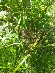 Carex panicea