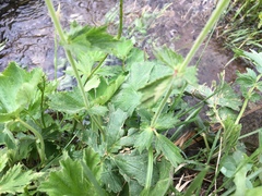 Geum coccineum