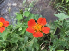 Geum coccineum