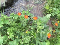 Geum coccineum