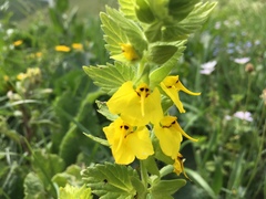 Rhynchocorys elephas