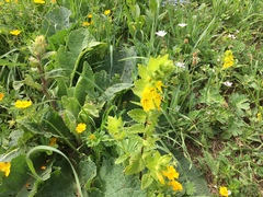 Rhynchocorys elephas