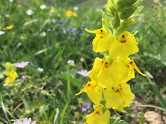 Rhynchocorys elephas