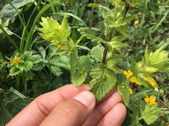 Rhynchocorys elephas