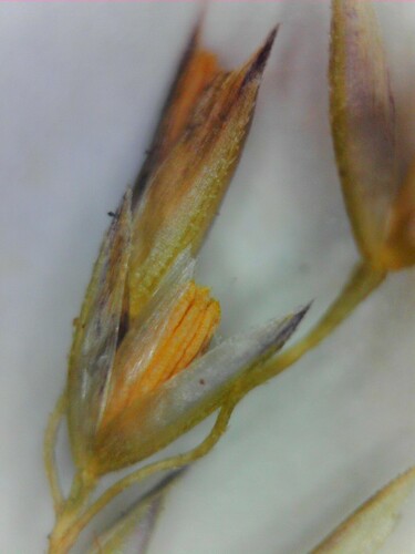 Agrostis stolonifera
