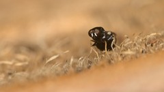 Neopachygaster meromelas