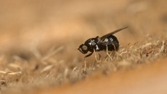 Neopachygaster meromelas