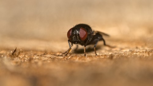 Lonchaeidae