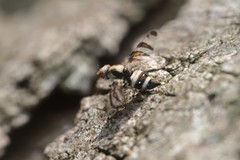 Myennis octopunctata