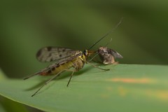 Panorpa germanica
