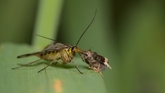 Panorpa germanica
