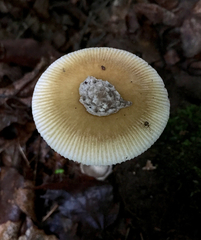 Amanita sinicoflava