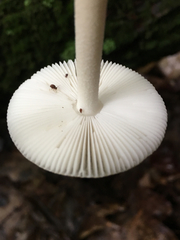 Amanita sinicoflava