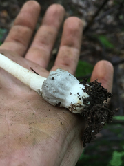Amanita sinicoflava