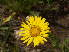 Grindelia greenmanii