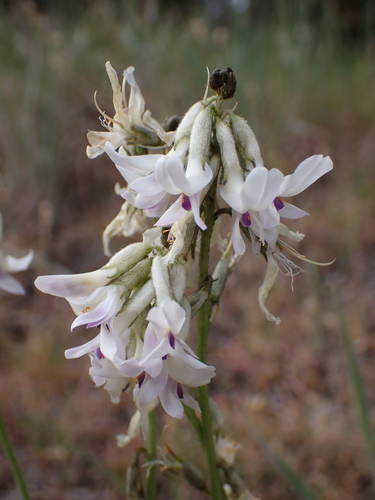 Image of Astragalus conjunctus by (c) Nolan Exe, some rights reserved (CC BY)