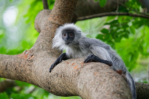 Annamese langur (Trachypithecus margarita) — Endangered Mammalia