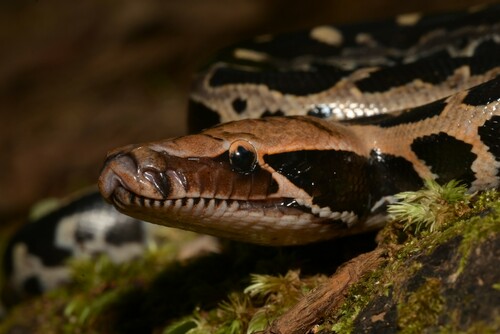 Bornean Short Python
