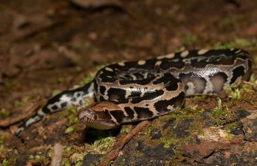 Bornean Short Python