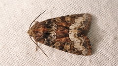 Oligia strigilis