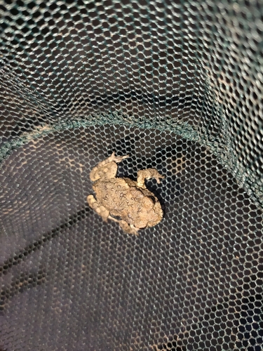 Asiatic Toad