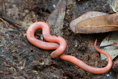 Carphophis amoenus amoenus