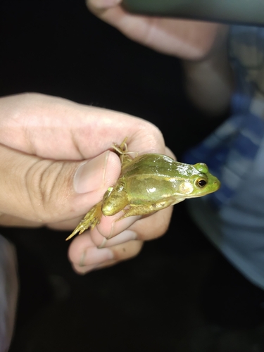 Eastern Golden Frog