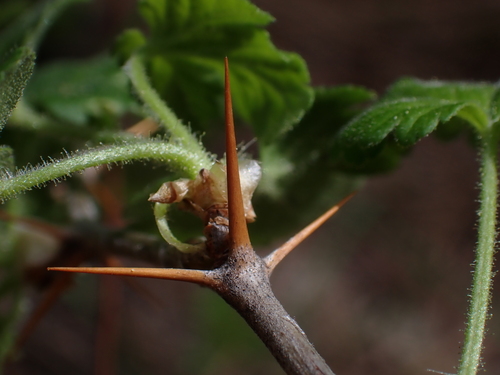 Image of Ribes lobbii by (c) Nolan Exe, some rights reserved (CC BY)