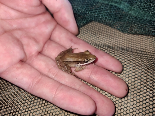 Guenther's Frog