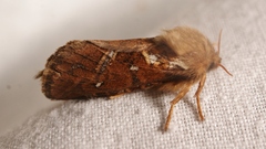 Korscheltellus fusconebulosa