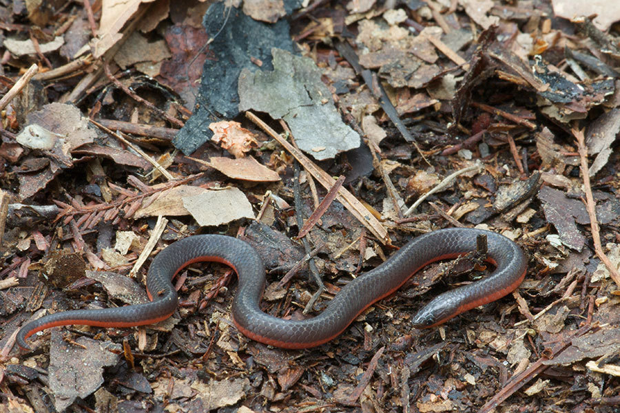 Eastern worm snake: worm or snake?